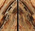 Tall, Arizona Petrified Wood Bookends - Red & Black #99303-1
